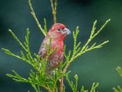 House Building House Finch