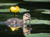 This Mallard Duckling might need a bib!