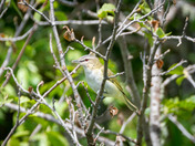 Smiling Red-eyed Vireo