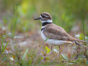 Killdeer enticing us away...