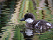 Jazzy Barrows Goldeneye