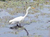 Shiawassee NAtional Wildlife Refuge