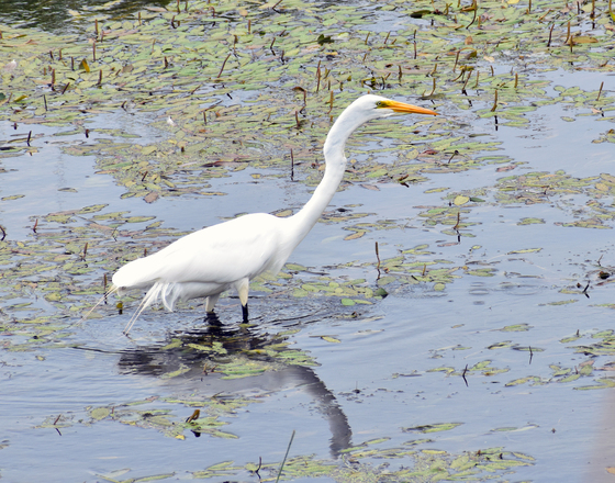 Shiawassee NAtional Wildlife Refuge