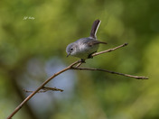 Blue-grey gnatcatcher