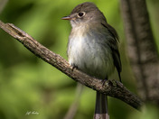 Eastern wood pewee