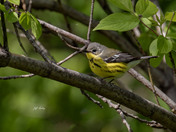 Magnolia warbler
