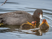 A tender moment between Momma Coot and her chicks...