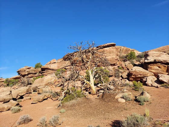 Canyonland