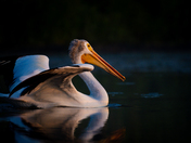 American White on Black