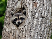 Raccoon surveying his yard