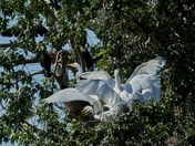 Great Egret chicks in nest