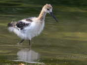 Fledgling American Avocet