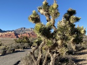 Red Rock Canyon National Conservation Area