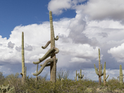 Saguaro National Park
