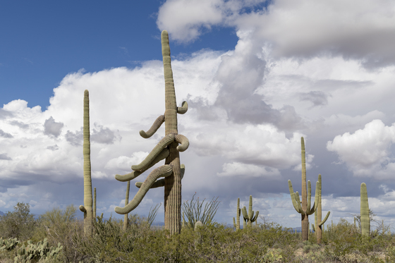 Saguaro National Park