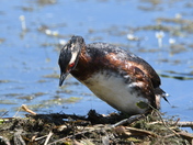 Settling on her nest