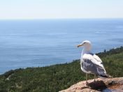 Acadia National Park