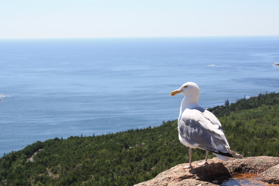 Acadia National Park