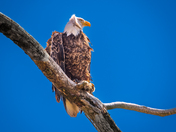 Montezuma National Wildlife Refuge
