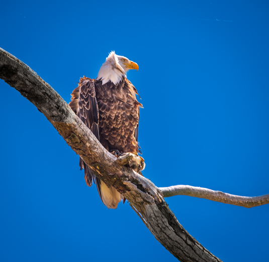 Montezuma National Wildlife Refuge