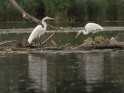 Great Egrets
