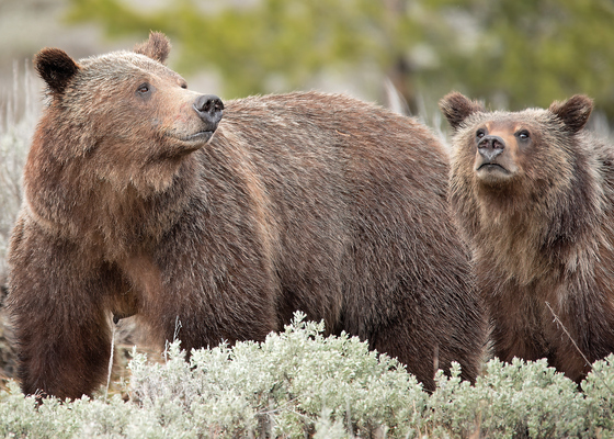 Grand Teton Natuinal Park