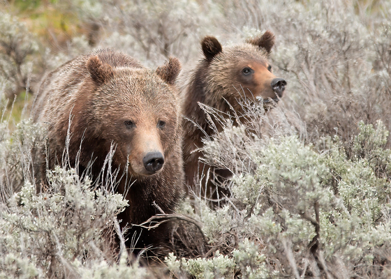 Grand Teton National Park