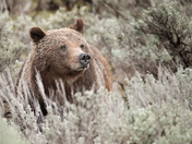 Grand Teton National Park