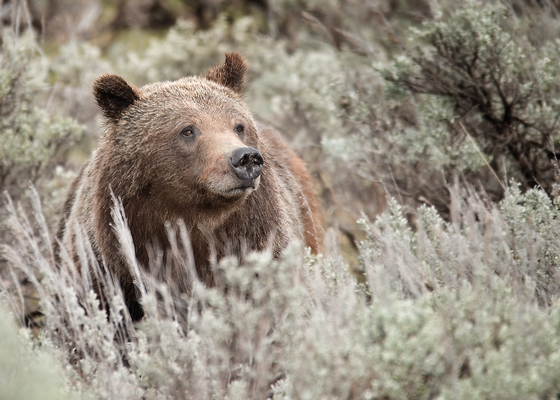Grand Teton National Park