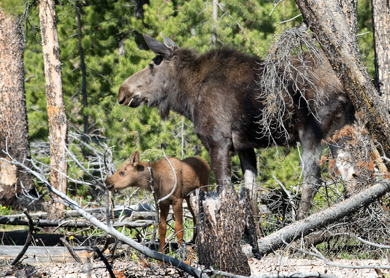 Rocky Mountain National Park
