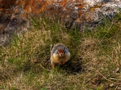 Ground Squirrel Posing