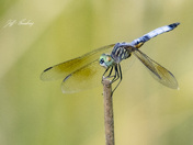Blue dasher dragonfly