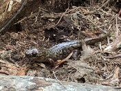 Redwood National and State Parks