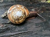 Redwood National and State Parks