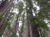 Redwood National and State Parks