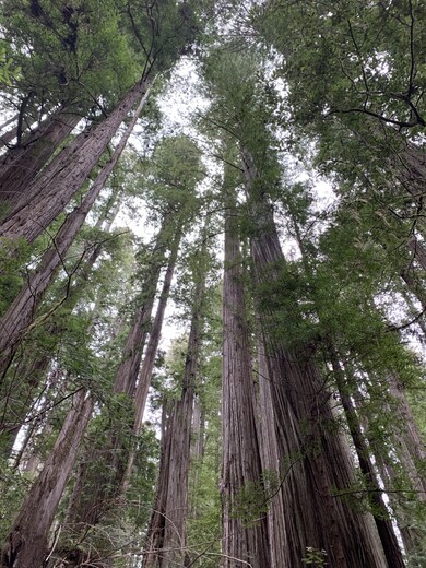 Redwood National and State Parks