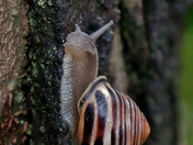 Snail Photoshoot