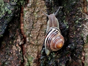 Snail Photoshoot
