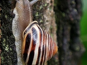 Snail Photoshoot