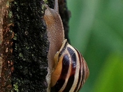 Snail Photoshoot