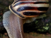 Snail Photoshoot
