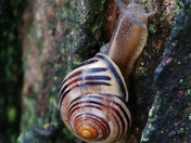 Snail Photoshoot