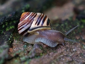 Snail Photoshoot