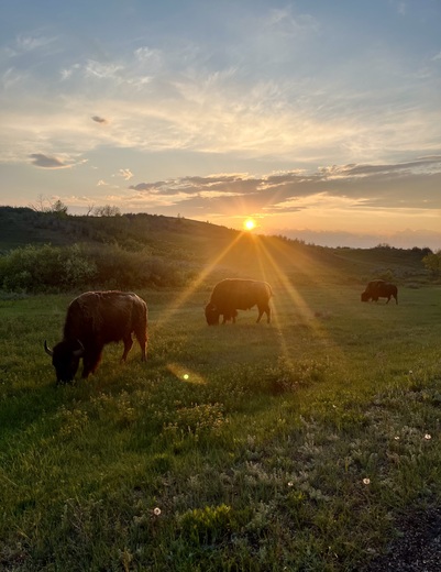 Theodore Roosevelt National Park- North Unit 