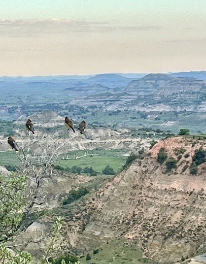Theodore Roosevelt National Park - south Unit 