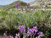 Theodore Roosevelt National Park 