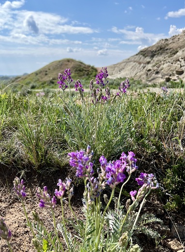 Theodore Roosevelt National Park 