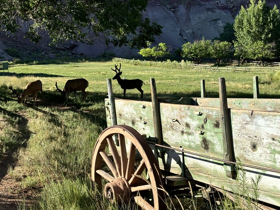Capitol Reef National Park