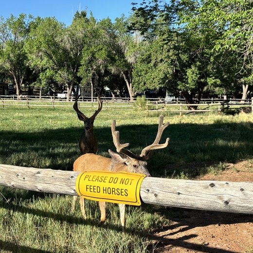 Capitol Reef National Park