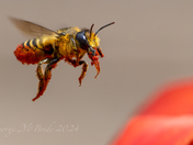 Busy Leaf Cutter Bee